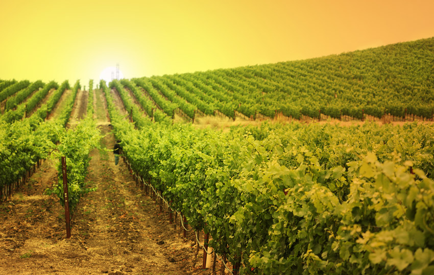 Desarrollo del turismo del vino
